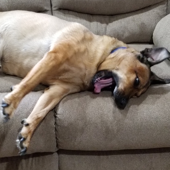 Dogs & Kids - Picture 9 of 16